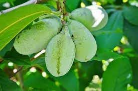 Pawpaw Asimina triloba seeds for home gardening